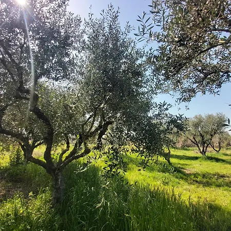 The House In The Olive Grove * Amaliada