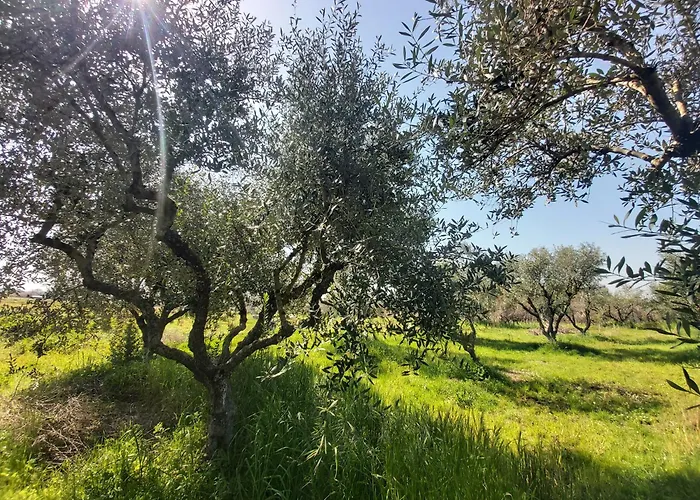 The House In The Olive Grove * Amaliada